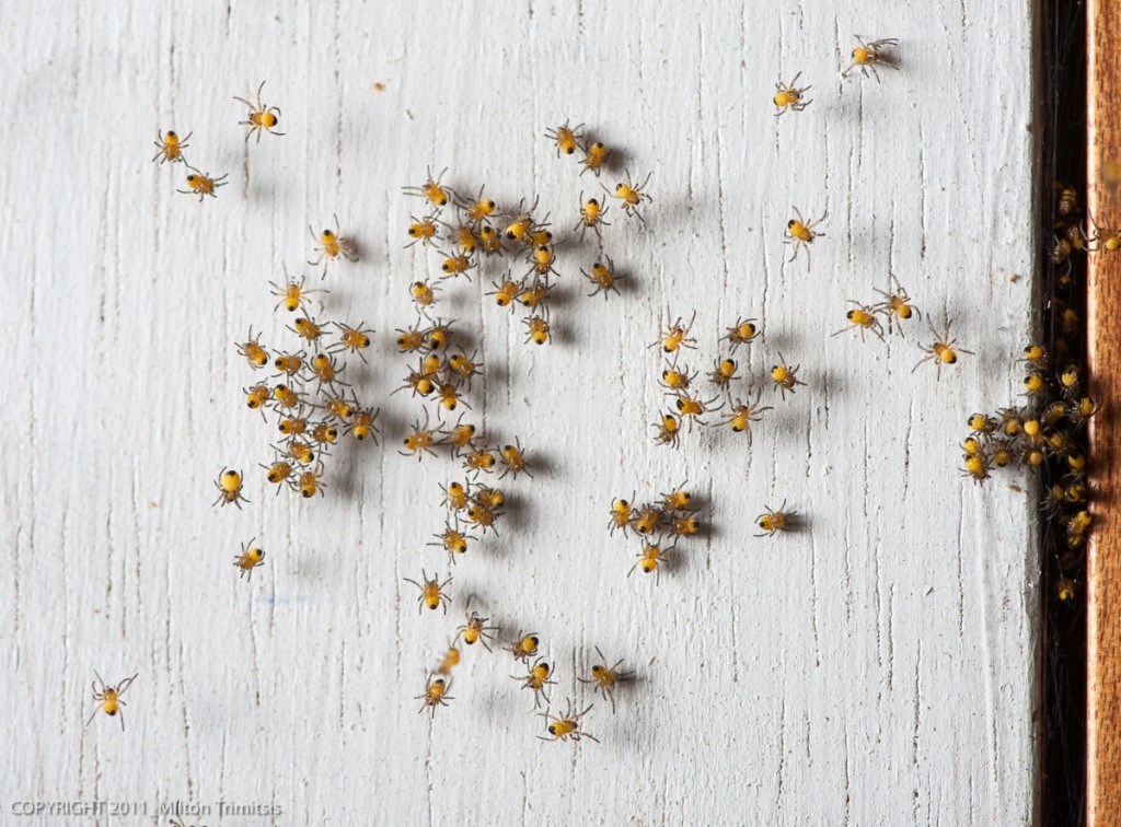 Cross orbweaver spiders on door casing