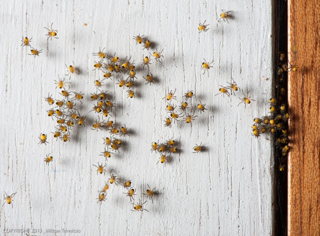 Cross orweaver spiderlings on door casing