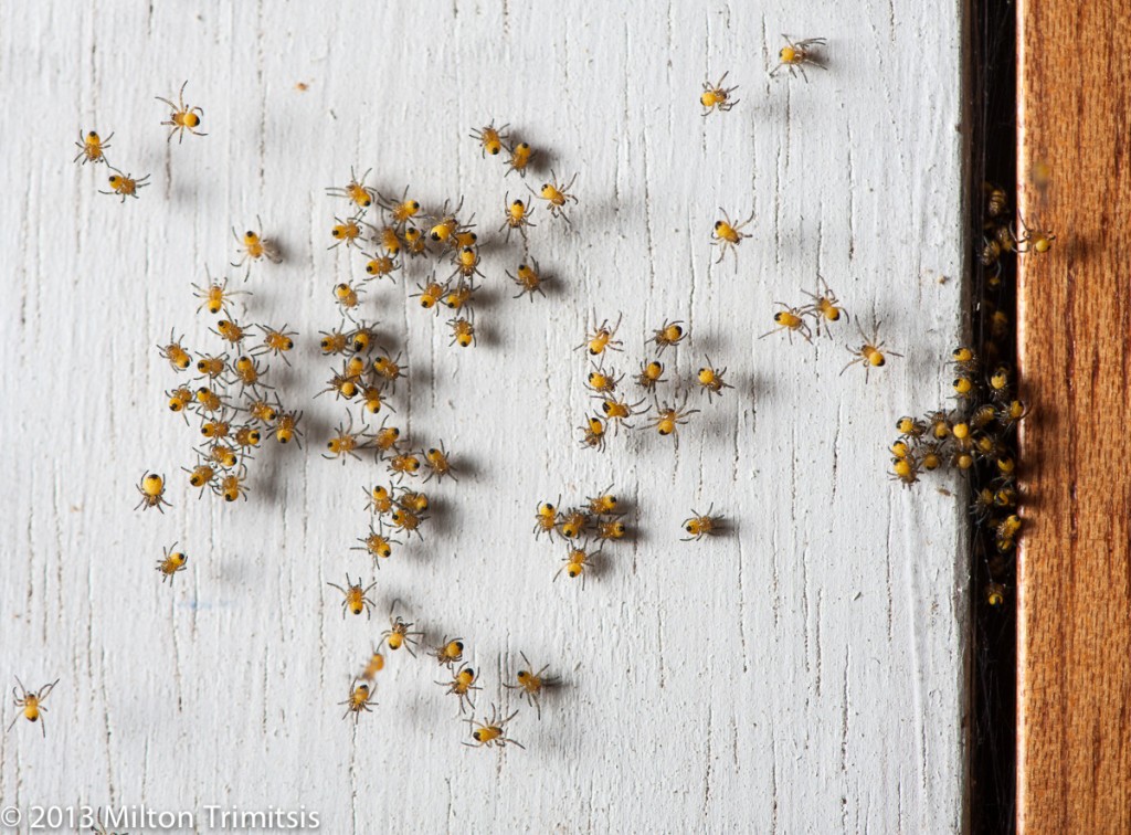 Cross orbweaver spiderlings on door casing