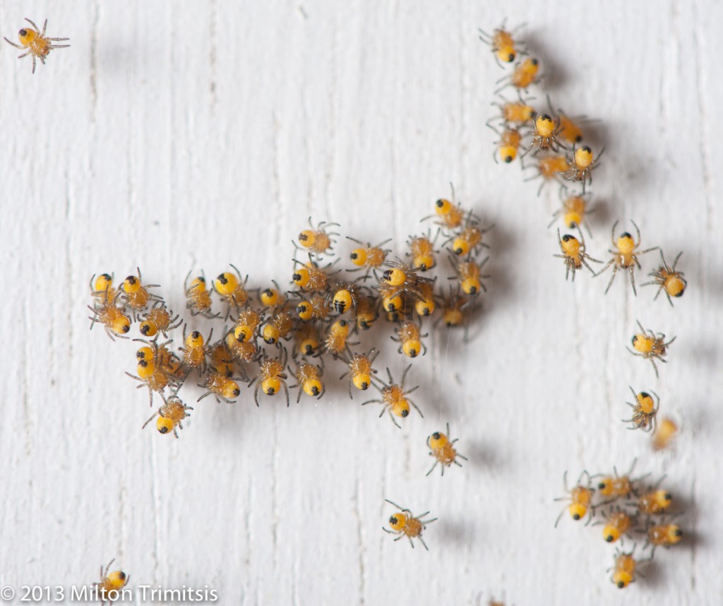 Cross orbweaver spiderlings closeup