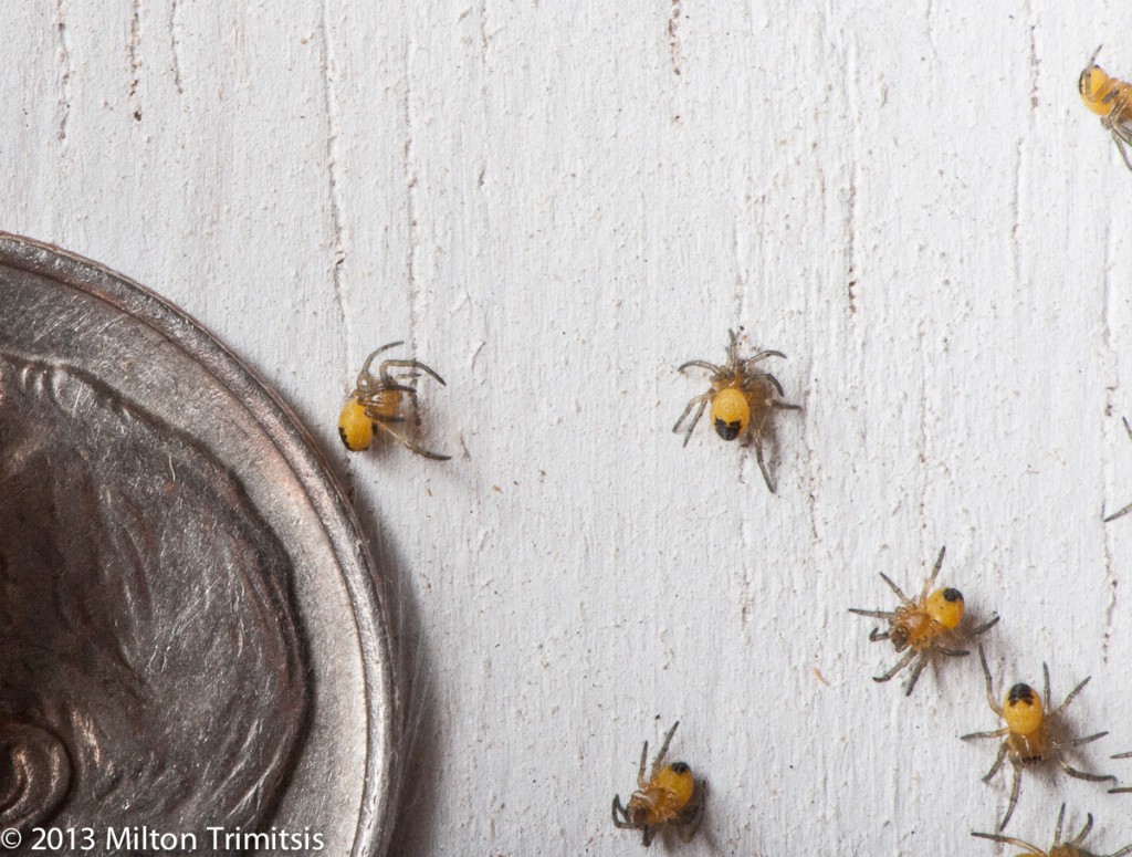 Cross orbweaver spiderlings with dime