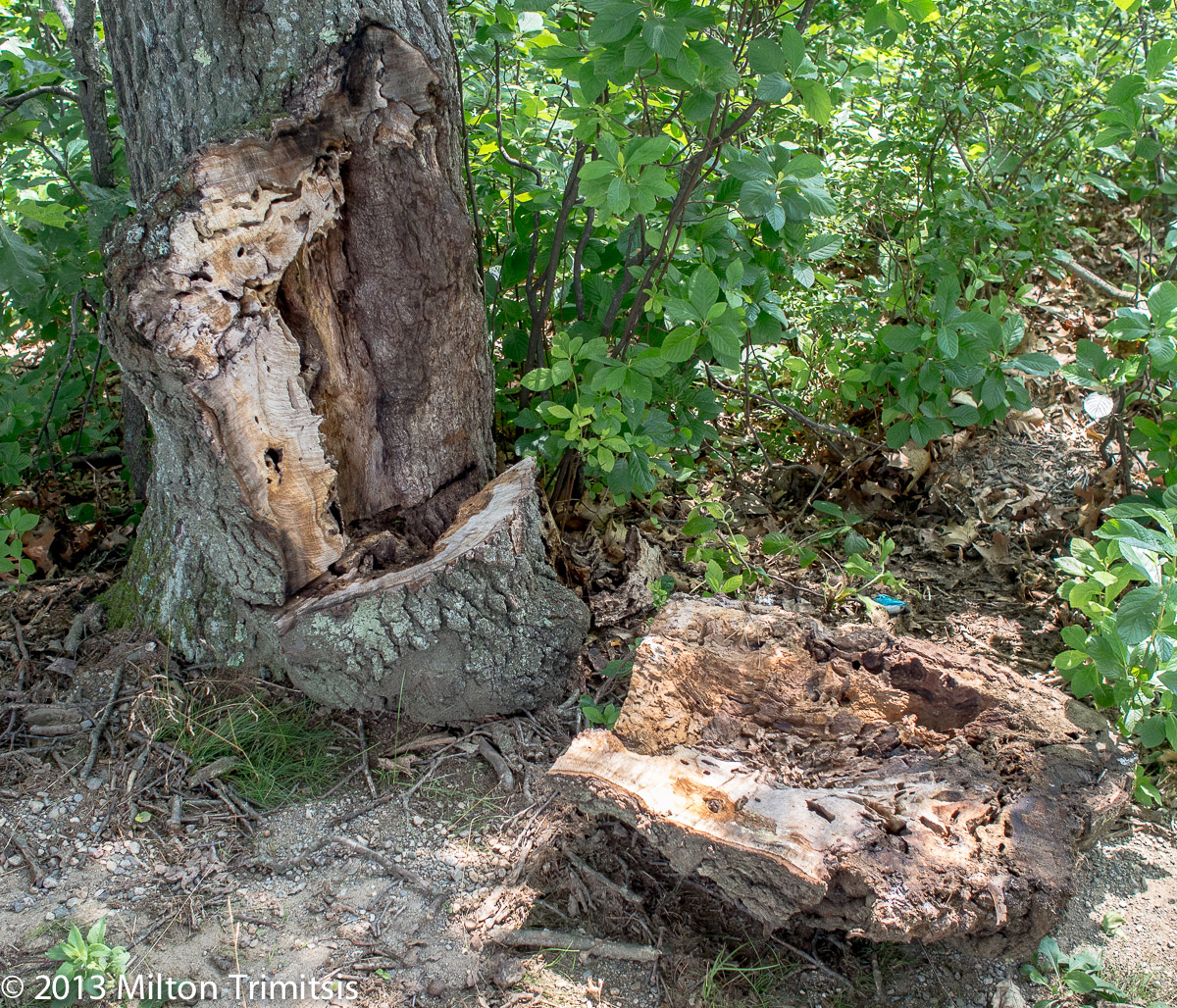Oak trunk with insect-damaged burl beside it 