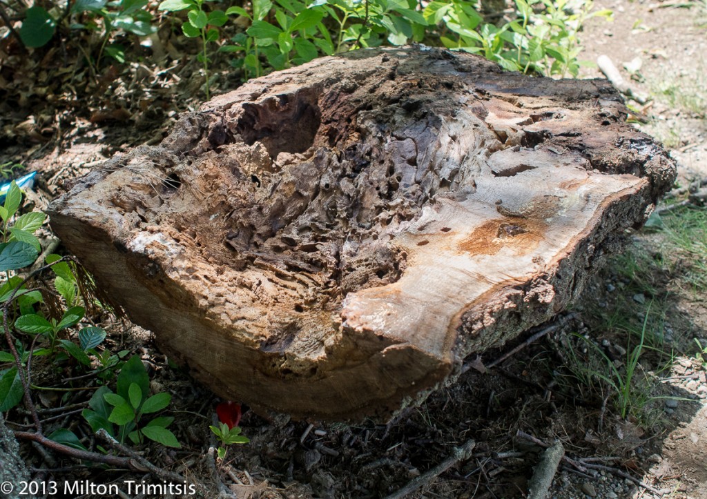 This is an image of a log from a tree trunk that has multiple holes through the center as a result from boring insects.