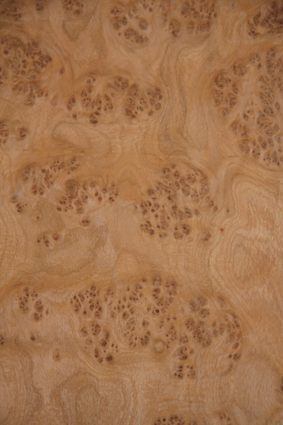 closeup of white oak burl grain structure 