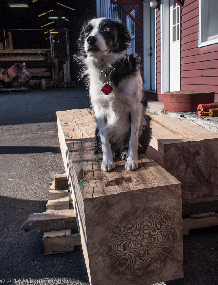 Border collie sitting on large old-growth heart-pine beam