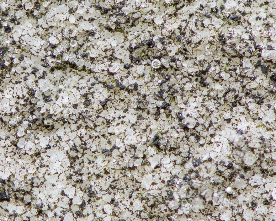 Close-up of lichen growing on eroded marble gravestone