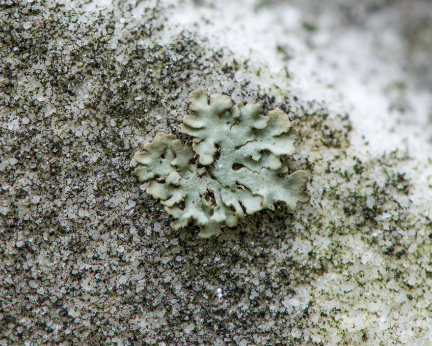 Lichen on marble graveston