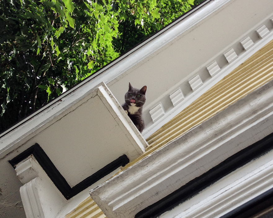 Cat stuck on rooflet